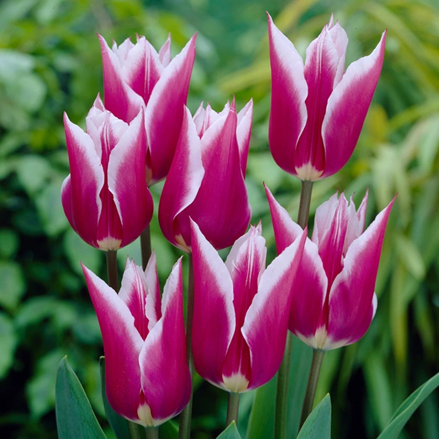 Tulipán Claudia (liliokvětý, bílo-fialový)-fialovy Tulipán Claudia (liliokvětý, bílo-fialový)