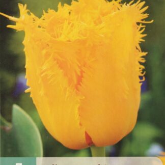 Tulipán Crystal Star (7 cibulí, třepenitý, žlutý, karta)