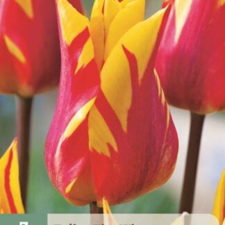 Tulipán Fire Wings (7 cibulí, liliokvětý, žluto-červený, karta)