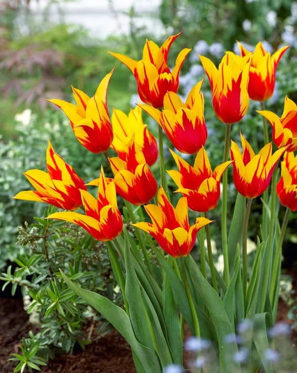 Tulipán Fire Wings (liliokvětý, žluto-červený) Tulipán Fire Wings (liliokvětý, žluto-červený)