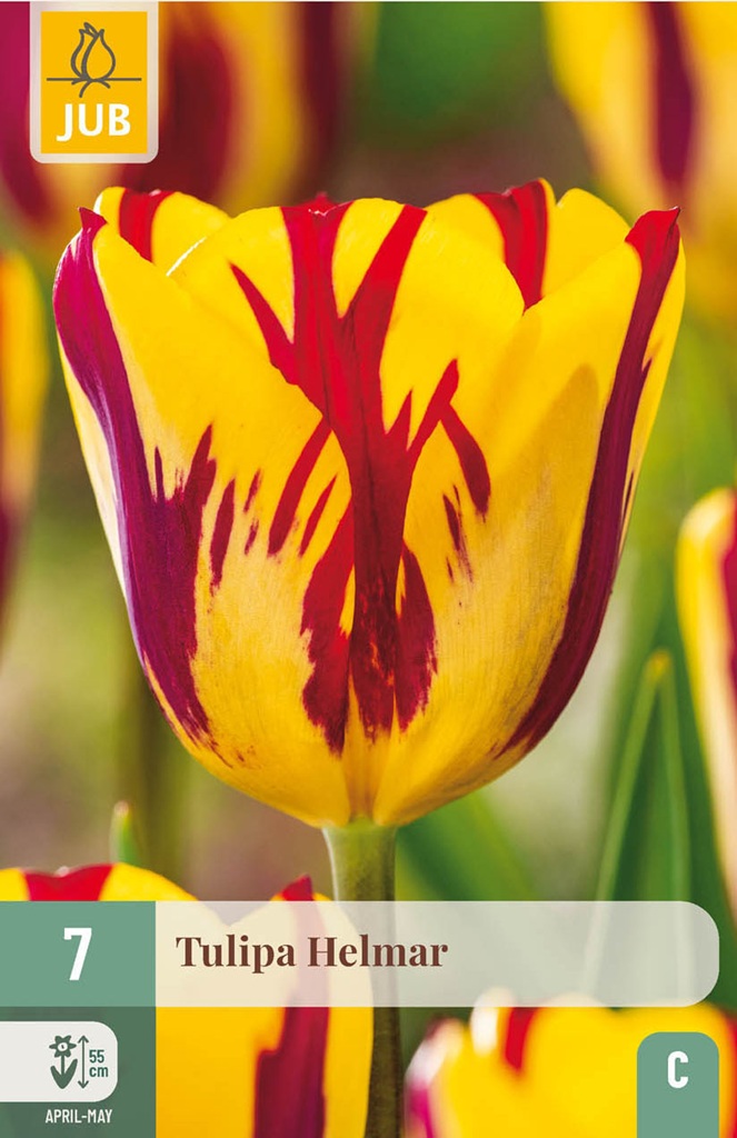 Tulipán Helmar (7 cibulí, červeno-žlutý, karta)-zluty_karta Tulipán Helmar (7 cibulí, červeno-žlutý, karta)