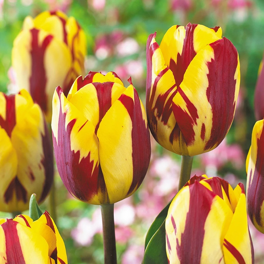 Tulipán Helmar (červeno-žlutý) Tulipán Helmar (červeno-žlutý)