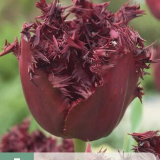 Tulipán Labrador (7 cibulí, třepenitý, tmavě purpurový, karta)