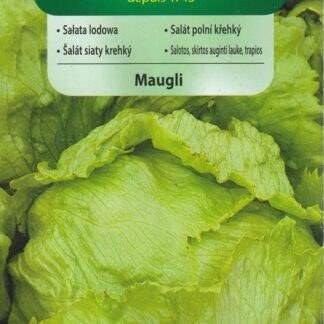 Salát ledový Maugli - polní, celoroční (Vilmorin)